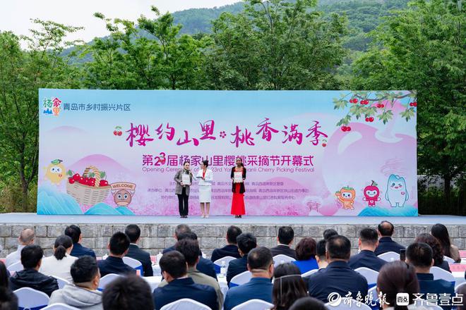 持续到6月中旬！杨家山里青岛市乡村振兴片区樱桃采摘节开幕(图1)